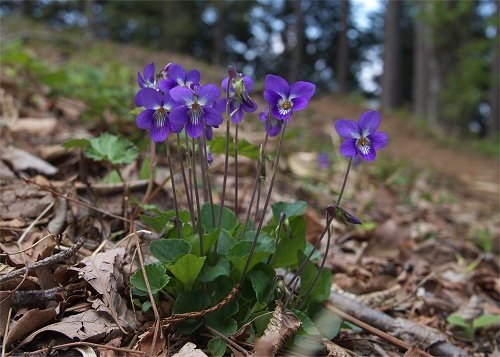 ニオイタチツボスミレ