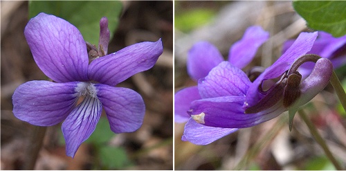 桜とスミレ 960px-Viola_hirtipes_4.JPG