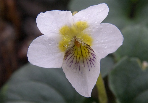 スミレ シレトコスミレ