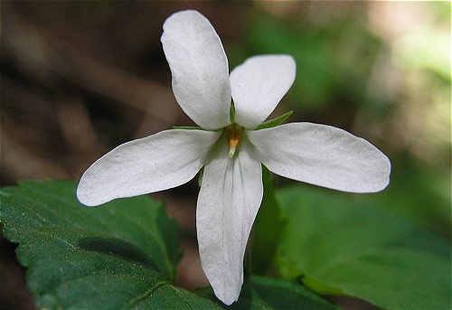 シロバナタチツボスミレ
