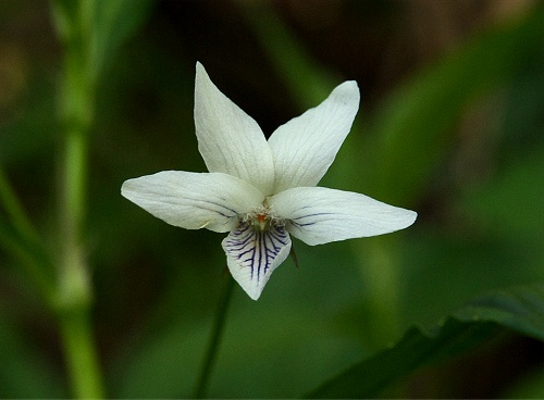 TADESUMIRE-2.jpg