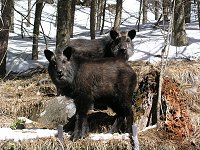 �����͂ރJ���V�J�����B��ʊO�ɂ����P�C����B