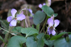 �t��Ԃɍ炭�A�I�C�X�~���B