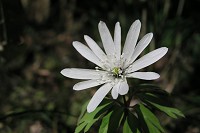 �A�Y�}�C�`�Q