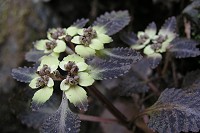 ���S���l�R�m��