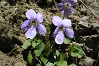 �^�c�`�{�X�~��