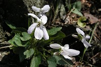 �R�X�~���B�����ۂ��^�C�v�ł��B