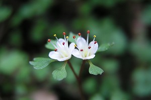 ���ȃn�i�l�R�m��