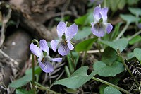 �܂��炢�Ă����A�I�C�X�~��