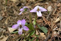 �{���̐F�̃R�X�~��