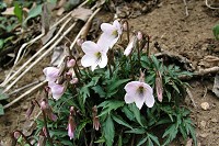 �t�̌`�������I�ȃG�C�U���X�~��