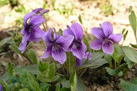 ���̘e�Ƀm�W�X�~���B