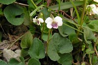 �j���C�X�~���B�ʐ^�ł͑傫�������邪�Ԃ͎��ۂ͂��Ȃ菬�����B