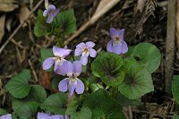 �t�̖����Ԏ��F�ɂȂ�A�J�t�^�`�c�{�X�~���B