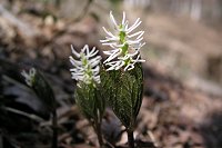 �q�g���V�Y�J