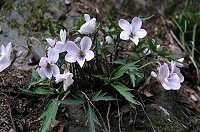 �����ł͂��Ȃ葽����ނ̃G�C�U���X�~���B