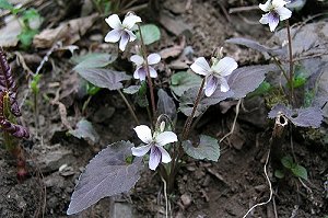 �����̖��������^�J�I�X�~���B