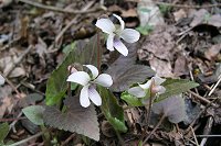 �^�J�I�X�~���A�t�\���Z���ł����F�B