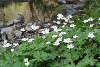 �j�����\�E���Ő����Ő����Y��ł��B