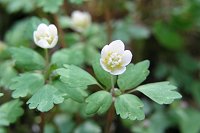 �����������Ԃ̃g�E�S�N�T�o�m�I�B