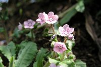 �s���N�F�̃��}�����\�E�B