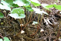 �t�^�o�A�I�C