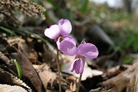 �T�[�����s���N���Y��ȃA�P�{�m�X�~���B