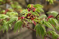 �J�G�f�H�̉萁���B