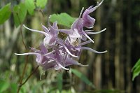 �C�J���\�E���{�i�I�ɍ炫�n�߂��B