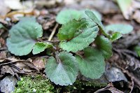 �R�~���}�X�~���̗t�B�����̉Ԃ��B�邽�߂ɂT���ɂ�����x�K��悤�Ǝv���B