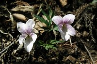 �G�C�U���X�~�����܂����邱�Ƃ��o�����B