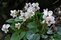 �}���o�X�~���������R�[�X�ł���B