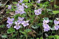 �^�`�c�{�X�~���͂ǂ��ł�����ɔɐB����ȁ`�B