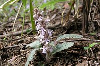 �W���E�j�q�g�G