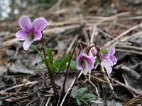 �Z���F�̃G�C�U���X�~��