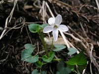 �V���o�i�^�`�c�{�X�~��