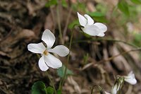 �I�g���X�~��