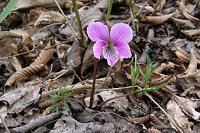 �R���t�߂̃G�C�U���X�~�����F�����Ȃ�Z���ł��B