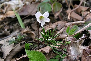 ����ƌ������q�S�X�~���B�ꏊ�͓����E�E�E�B