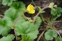 �~���}�_�C�R���\�E