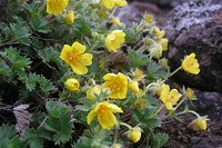 �~���}�L���o�C