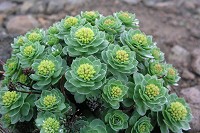 �C���x���P�C�͂������Ɛ��炷��悤�ł��B