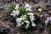 �N���}�i�Y�i