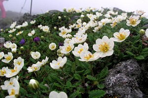 �`���E�m�X�P�\�E�̌Q���B