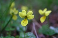 ���̃��[�g���L�o�i�m�R�}�m�c�����Q�����Ă��܂����B