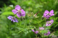 �^�J�l�O���i�C�t�E��