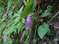 �z�^���u�N��