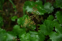 �N���N���\�E