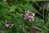 �c�[�g���̉ԐF�������I�ȁA�N�`�o�V�V�I�K�}�B