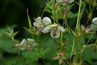 �O���i�C�t�E��